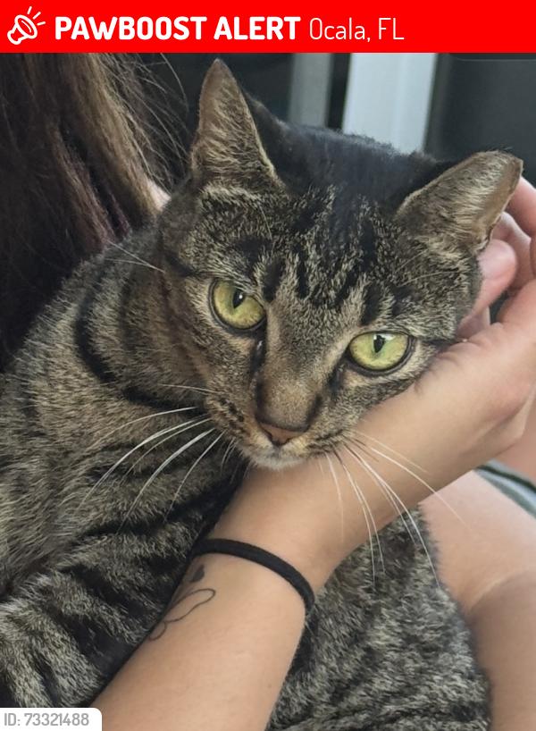 Lost Female Cat last seen Across the street from Mariet Street, Ocala, FL 34474
