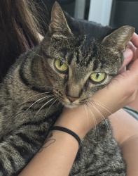 Lost Female Cat last seen Across the street from Mariet Street, Ocala, FL 34474