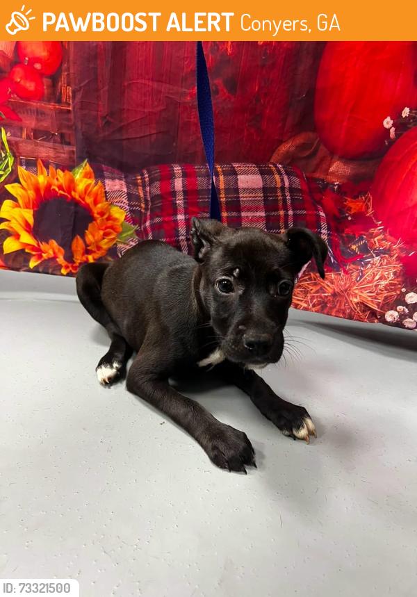 Found/Stray Unknown Dog last seen Located at Rockdale County Animal Service, 1506 Rockbridge Road, Conyers, GA 30012, Conyers, GA 30012