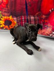Found/Stray Unknown Dog last seen Located at Rockdale County Animal Service, 1506 Rockbridge Road, Conyers, GA 30012, Conyers, GA 30012