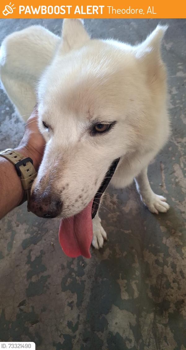 Found/Stray Male Dog last seen Nan Gray Davis Rd., Theodore, AL 36582