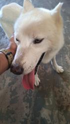 Found/Stray Male Dog last seen Nan Gray Davis Rd., Theodore, AL 36582
