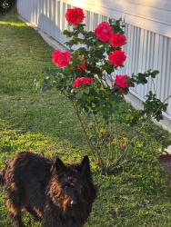 Reunited Male Dog last seen Near Migues Rd, New Iberia, LA 70560, USA, New Iberia, LA 70560