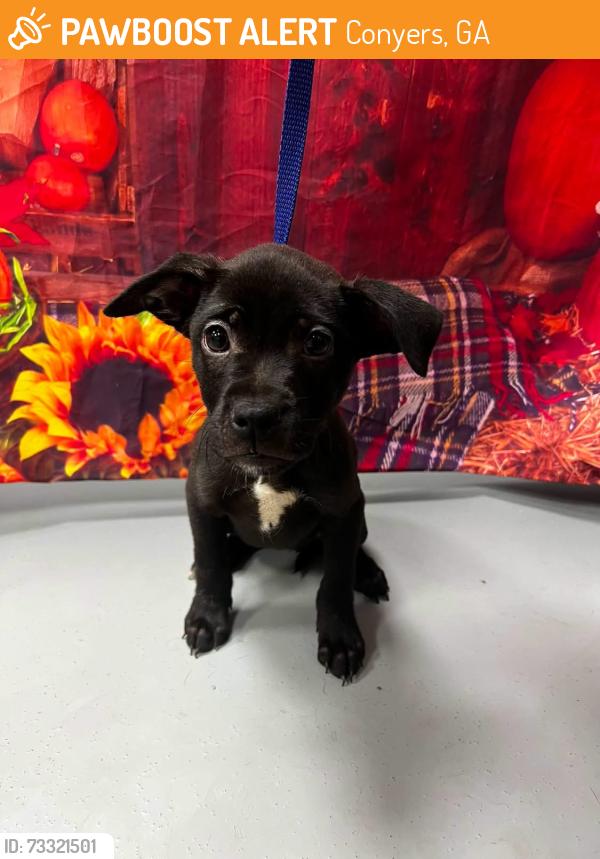 Found/Stray Unknown Dog last seen Located at Rockdale County Animal Service, 1506 Rockbridge Road, Conyers, GA 30012, Conyers, GA 30012