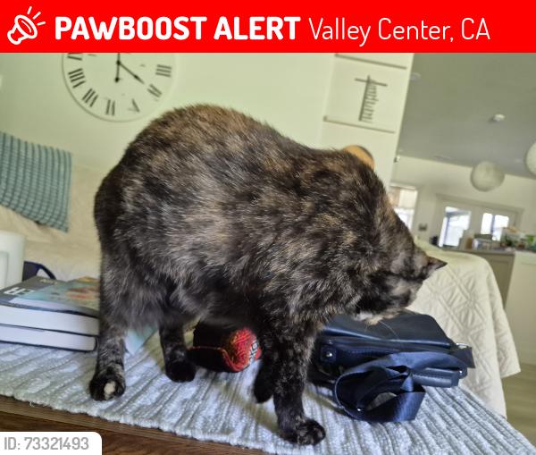 Lost Female Cat last seen McNally Rd valley Center CA, Valley Center, CA 92082