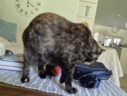 Lost Female Cat last seen McNally Rd valley Center CA, Valley Center, CA 92082