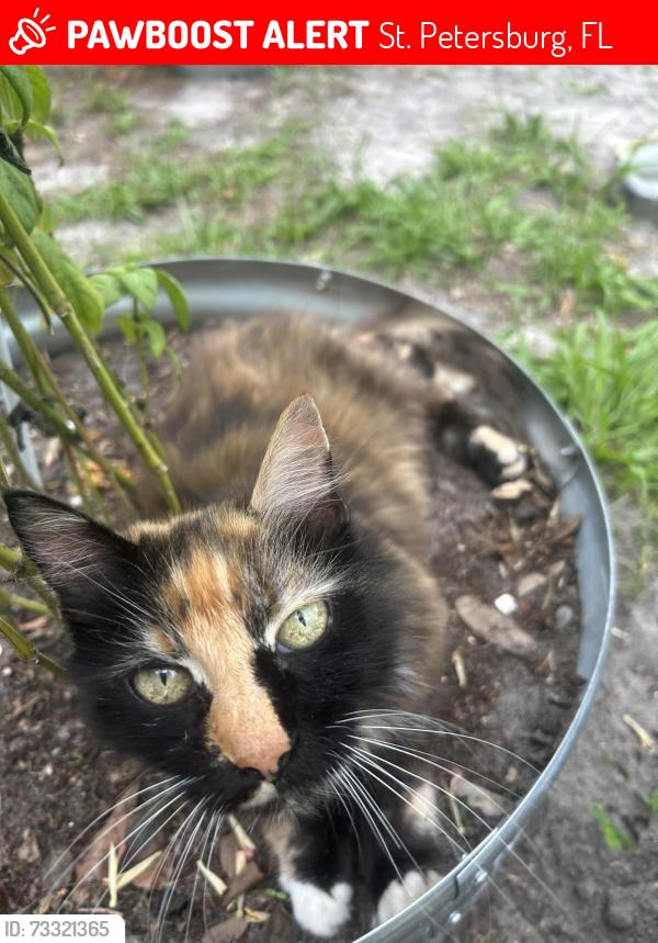 Lost Male Cat last seen Near 42nd Ave N, St. Petersburg, FL 33703