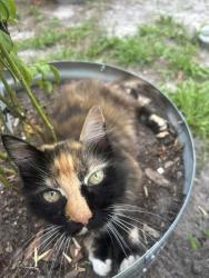 Lost Male Cat last seen Near 42nd Ave N, St. Petersburg, FL 33703