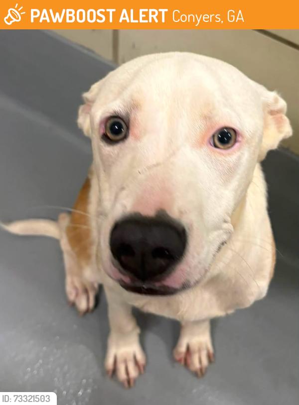 Found/Stray Unknown Dog last seen Located at Rockdale County Animal Service, 1506 Rockbridge Road, Conyers, GA 30012, Conyers, GA 30012