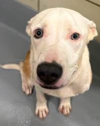 Found/Stray Unknown Dog last seen Located at Rockdale County Animal Service, 1506 Rockbridge Road, Conyers, GA 30012, Conyers, GA 30012