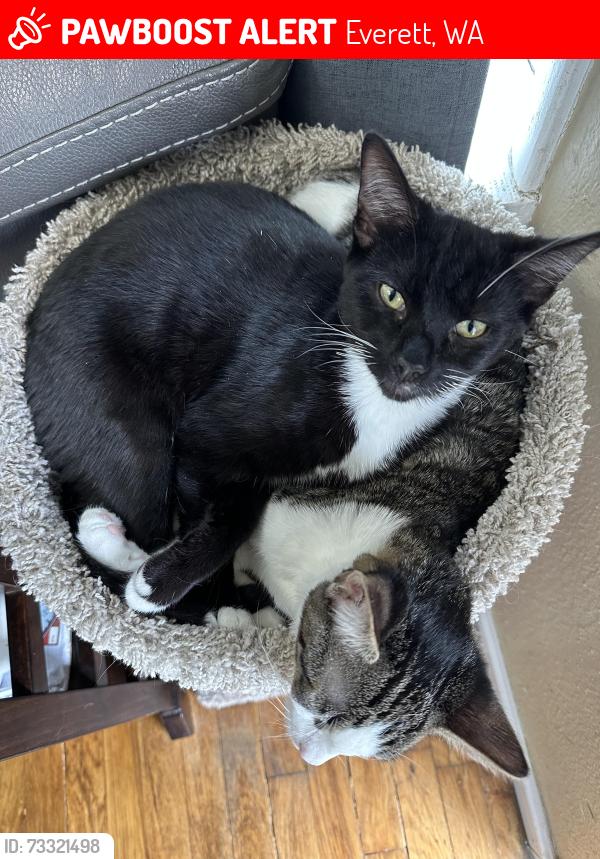 Lost Male Cat last seen Everett mall way and intercity way, Everett, WA 98208