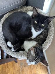 Lost Male Cat last seen Everett mall way and intercity way, Everett, WA 98208