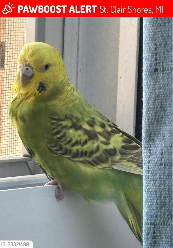 Lost Female Bird last seen St Clair shores, St. Clair Shores, MI 48081