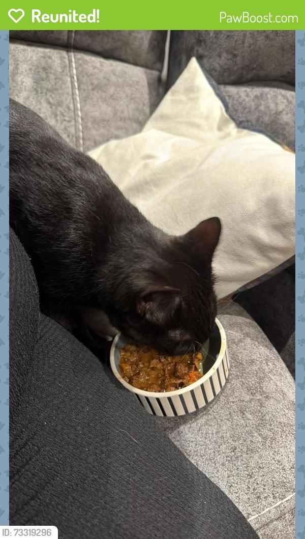 Reunited Female Cat last seen Near Pinkers mead, Emersons Green, England BS16 7EJ