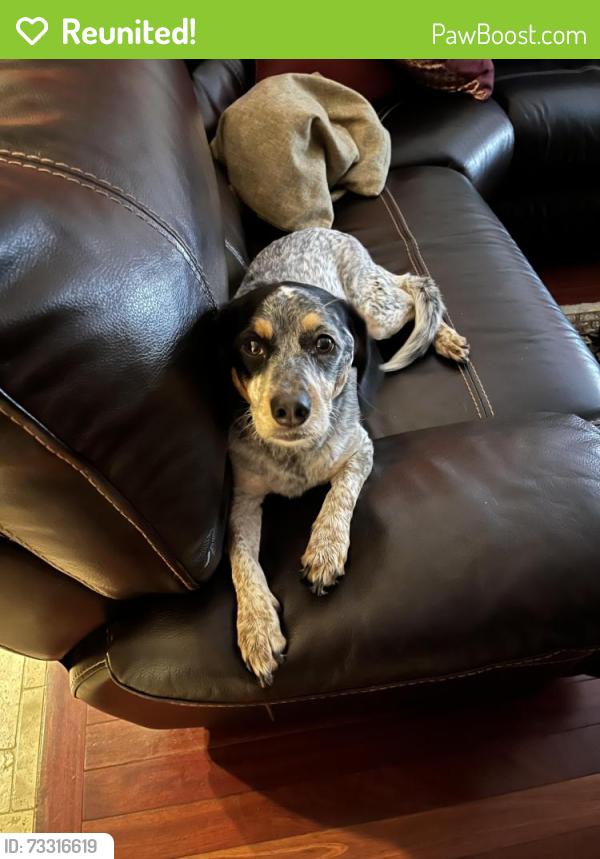 Reunited Female Dog last seen Ohio street/ maple ave, Lisle, IL 60532