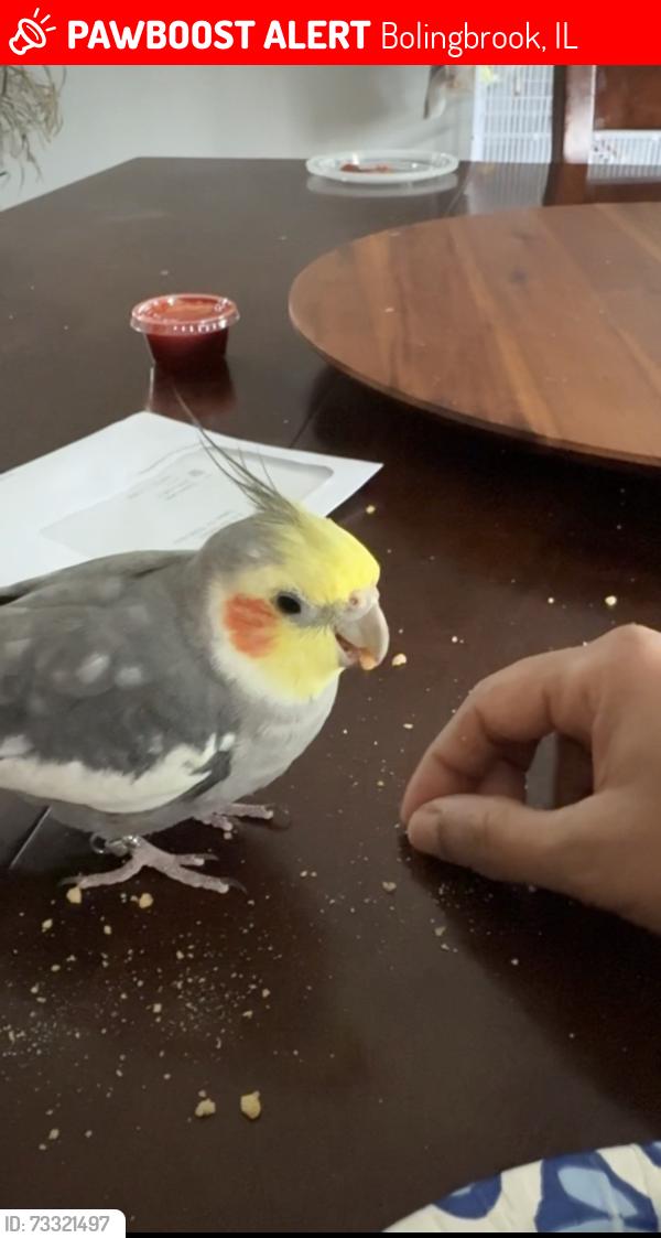 Lost Male Bird last seen Keller ct and celebration st Bolingbrook, Bolingbrook, IL 60440