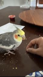 Lost Male Bird last seen Keller ct and celebration st Bolingbrook, Bolingbrook, IL 60440