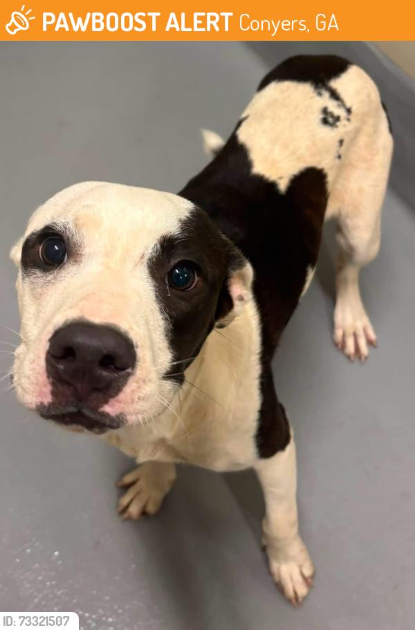 Found/Stray Unknown Dog last seen Located at Rockdale County Animal Service, 1506 Rockbridge Road, Conyers, GA 30012, Conyers, GA 30012