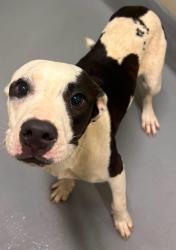 Found/Stray Unknown Dog last seen Located at Rockdale County Animal Service, 1506 Rockbridge Road, Conyers, GA 30012, Conyers, GA 30012