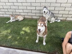Found/Stray Female Dog last seen Fairway Road, Victorville, Victorville, CA 92395