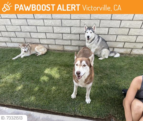 Found/Stray Female Dog last seen Fairway Road, Victorville, Victorville, CA 92395