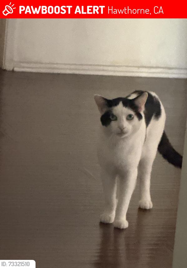 Lost Male Cat last seen oxford ave and 118th st, Hawthorne, CA 90250