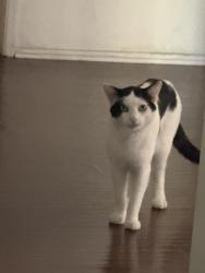Lost Male Cat last seen oxford ave and 118th st, Hawthorne, CA 90250