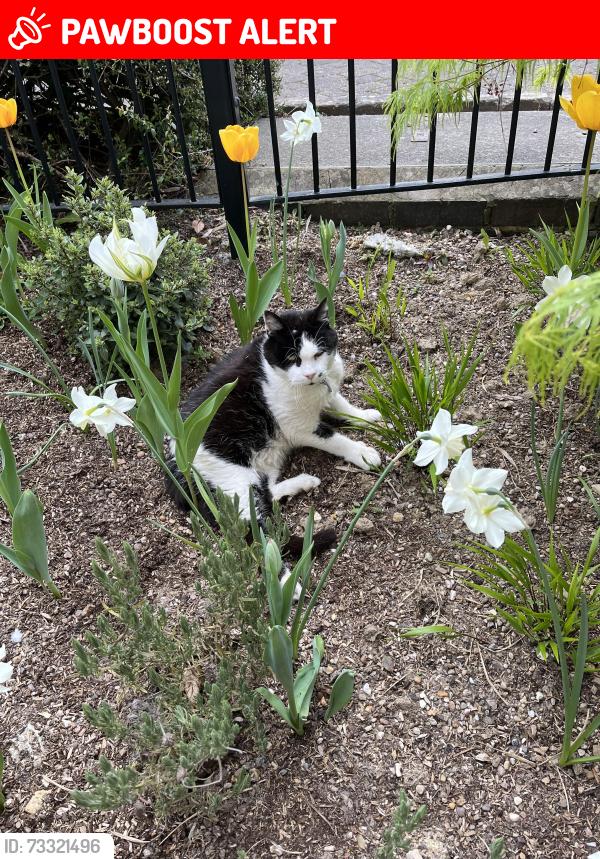 Lost Male Cat last seen Montacute Mews, Royal Tunbridge Wells, England 