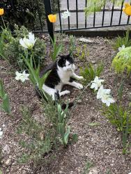 Lost Male Cat last seen Montacute Mews, Royal Tunbridge Wells, England 