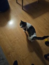 Reunited Male Cat last seen Nash street, 59 ave., Red Deer, AB 