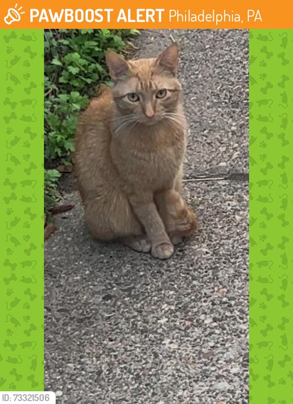 Found/Stray Unknown Cat last seen Near Florence avenue, Philadelphia, PA 19143