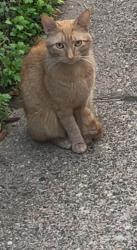 Found/Stray Unknown Cat last seen Near Florence avenue, Philadelphia, PA 19143