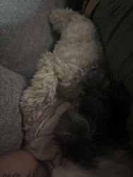 Reunited Male Dog last seen Santa Fe, 99th st okc, ok 73139, Oklahoma City, OK 73139
