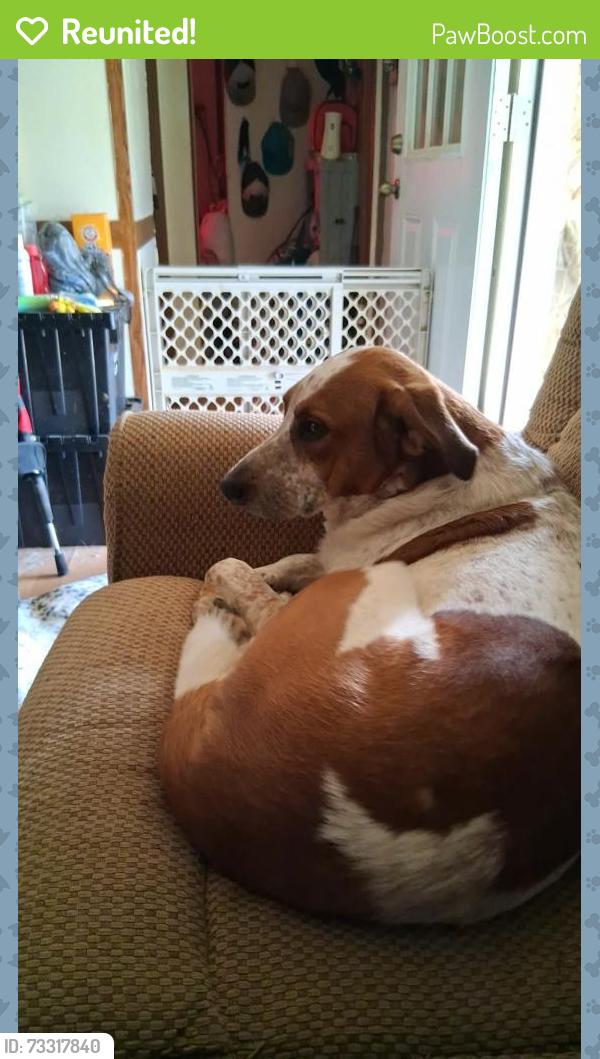 Reunited Male Dog last seen Clinton hwy , edge more,, Clinton, TN 37716
