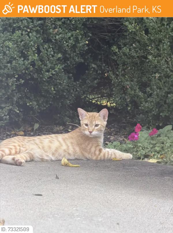 Found/Stray Unknown Cat last seen 151st st and Nall ave, Overland Park, KS 66223