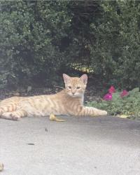 Found/Stray Unknown Cat last seen 151st st and Nall ave, Overland Park, KS 66223