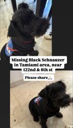 Reunited Male Dog last seen 122nd Ave and 8th st, Tamiami, FL 33184