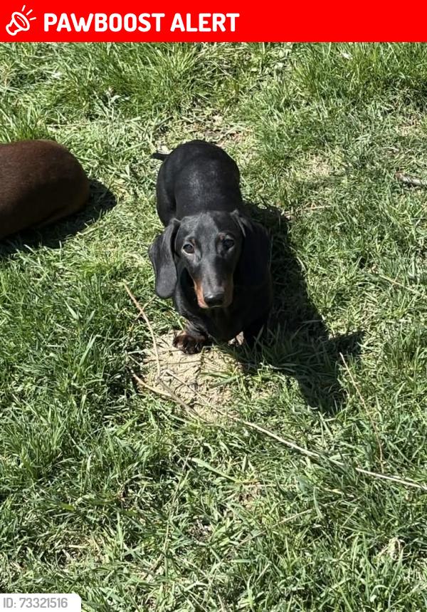 Lost Female Dog last seen Near Krick Road Wellandport, West Lincoln, ON L0R 2J0