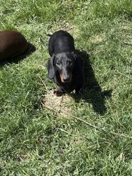 Lost Female Dog last seen Near Krick Road Wellandport, West Lincoln, ON L0R 2J0