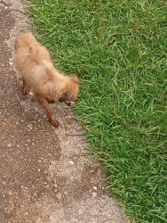 Found/Stray Unknown Dog last seen Chesterfield heights, Norfolk, VA 23504
