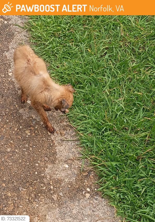 Found/Stray Unknown Dog last seen Chesterfield heights, Norfolk, VA 23504