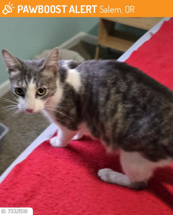 Found/Stray Female Cat last seen Swegle and 45th, Salem, OR 97305