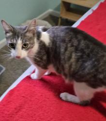 Found/Stray Female Cat last seen Swegle and 45th, Salem, OR 97305