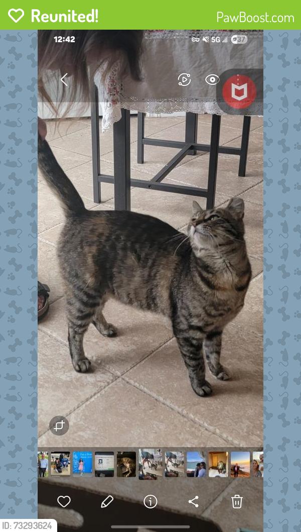 Reunited Female Cat last seen Mystic Drive Paradise Crest, Fairfield, CA 94533