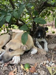 Found/Stray Male Dog last seen Opal ln and Belden, Sacramento, CA 95815