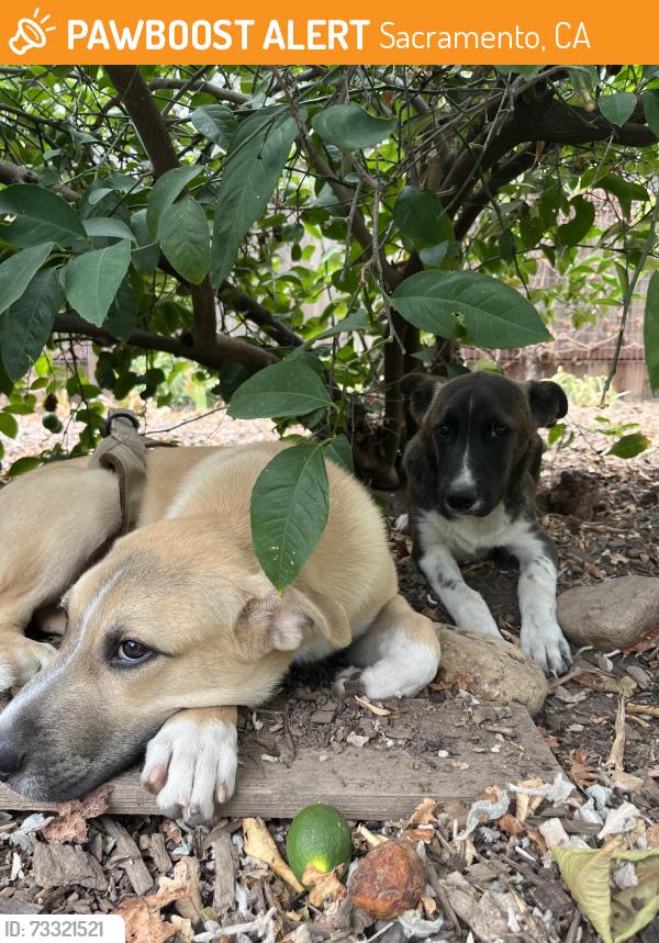 Found/Stray Male Dog last seen Opal ln and Belden, Sacramento, CA 95815
