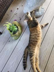 Reunited Female Cat last seen East greenwich Ave, bratt lane, West Warwick, RI 02893