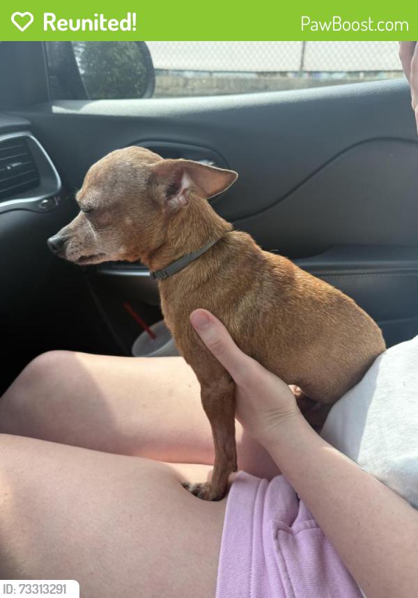 Reunited Female Dog last seen 27th and Hudson, Tulsa, OK 74114