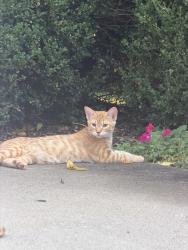 Found/Stray Unknown Cat last seen 148th Pl and Nall, Overland Park, KS 66221