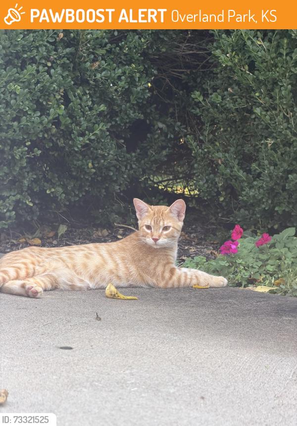 Found/Stray Unknown Cat last seen 148th Pl and Nall, Overland Park, KS 66221